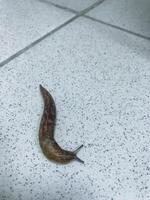 A small snail makes its way very slowly across a tiled floor, leaving behind a shiny, slimy trail in its wake as it travels. This intriguing creature is categorized as a type of gastropod photo