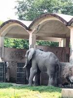 An elephant standing in front of a building with arches photo