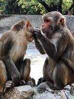 Two playful monkeys are sitting together on a large rock, their eyes intently locked as they gaze at each other, fully engaged in a fascinating moment of curiosity and connection photo