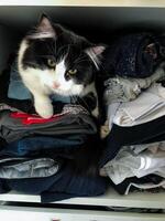 A fluffy black and white cat is currently resting comfortably on a pile of assorted clothes, thoroughly enjoying the cozy warmth provided by the soft fabric all around it photo