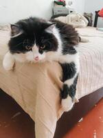 A black and white cat is comfortably laying on a cozy bed, enjoying its precious time relaxing in a warm and inviting spot, where it can peacefully rest while taking in its surroundings photo