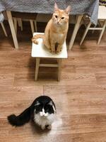 In a cozy and inviting room, a fluffy cat is comfortably perched on a wooden stool, right next to another adorable cat, creating a lovely and heartwarming scene for all onlookers to admire photo