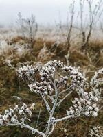 This is an intriguing closeup image portraying a unique plant that is entirely covered in a stunningly beautiful layer of frost while being situated in a vast, serene, and peaceful field photo