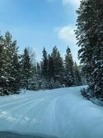 A snowy road that winds through a picturesque landscape, flanked by tall trees on each side, creating a serene winter scene, perfect for a peaceful stroll or a quiet drive photo
