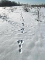 Beautiful footprints in fresh snow extend across a serene winter landscape, with tall trees in the background enhancing the tranquil scene and evoking feelings of peace and wonder photo