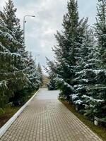 A beautiful brick walkway is gracefully nestled amidst trees blanketed with a soft cover of snow, creating a picturesque scene in a tranquil park during the winter season photo