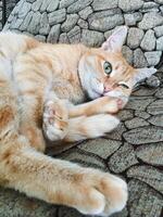 A fluffy and utterly adorable cat is comfortably laying on its back, sprawled out on a cool stone floor, thoroughly enjoying its relaxation time in a warm and cozy environment photo