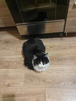 A cozy black and white cat comfortably sits on an elegant wooden floor, enjoying the delightful warmth radiating from a nearby oven while curiously observing and exploring its surroundings photo