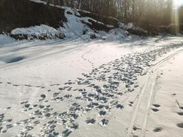 A long, snowy road covered in a blanket of white, showing numerous footprints pressed into the soft, fluffy snow, indicating many travelers have passed this way recently photo