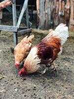 Two chickens are standing closely next to each other in a cozy and warm chicken coop, which provides them with enough shelter and a secure place to rest and freely roam around together photo