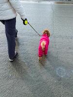 A person is leisurely walking a small dog on a leash, enjoying a pleasant day while ensuring the animal stays close and safe, highlighting the bond between them during their stroll photo