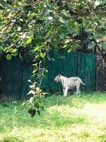 A majestic white tiger is confidently standing in the tall grass, elegantly positioned in front of a vibrant green fence that adds to the picturesque scene of its surroundings photo