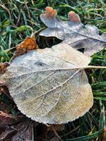 A frozen leaf is delicately laying on the soft, green grass, showcasing the beauty of nature in autumn, a reminder of the changing seasons and resilience of perennial plants photo