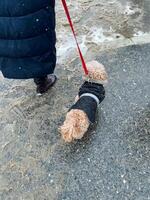 A person is leisurely walking a small, adorable dog that is securely attached to a leash as part of their daily routine, enjoying the fresh air and companionship of their furry friend photo