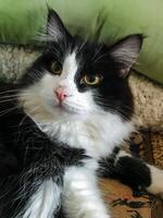 A beautiful black and white cat is peacefully laying on a cozy couch while intentionally looking directly at the camera, as if inviting you to take a lovely photograph of it photo