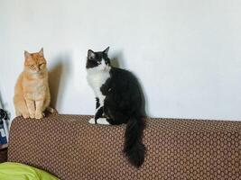 A black and white cat comfortably sits on a soft brown couch right next to an orange cat, creating a charming scene of two cats that adds warmth to the living room setting photo