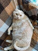 A Scottish Fold cat is comfortably laying on a cozy plaid blanket, enjoying the warmth and softness it provides while showcasing its unique features and adorable appearance photo
