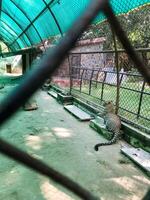 A magnificent leopard can be seen nestled behind a sturdy chain link fence at the local zoo, creating a safe barrier between it and the visitors who come to admire its beauty photo