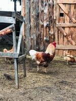 A vibrant rooster proudly stands in the dirt beside a rustic wooden fence, showcasing its eyecatching colorful plumage, enhancing the lively and thriving atmosphere of the farmyard photo