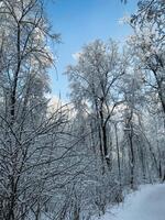 In a serene, snowy forest, the trees are blanketed in soft, white snow against a backdrop of an expansive blue sky, creating a picturesque winter landscape filled with enchanting beauty photo
