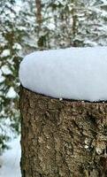 Tree stump with snow in winter forest photo