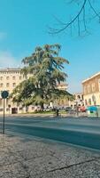 Vertical tree photography with interesting tree photo