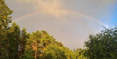 Rainbow over the forest with sunlight photo