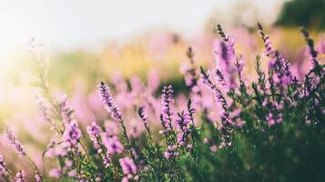 Soft sunlight filters through a field of blooming lavender, creating a beautiful scene. photo