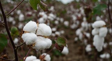 A close-up showcases the fluffy white cotton bolls ready for harvest in the field. photo