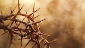 Crown of thorns Jesus christian photo, blank space, nature photo