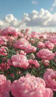 A bouquet of pink peonies template, floral background, field nature photo