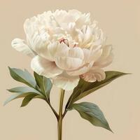 A bouquet of pink peonies template, floral background, one peony photo