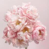 A bouquet of pink peonies template, floral background, pink photo