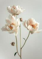 A bouquet of pink peonies template, floral background, abstract photo