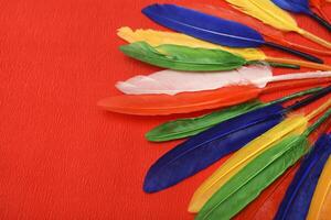 Artistic plumes against a blood-red background. Decorative feathers. photo