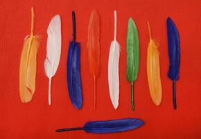Colorful feathers on a red background Decorative feathers. photo