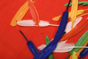 Decorative feathers.Colorful feathers on a red background. photo