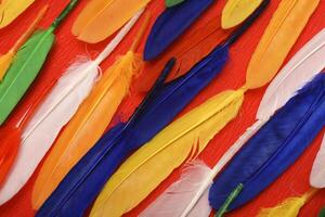 Colorful plumage displayed on a crimson field. Decorative feathers. photo