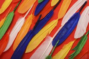 Festive feathers set against a ruby background. Decorative feathers. photo