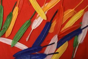 Colorful feathers on a red background. Decorative quills against a fiery red backdrop. photo