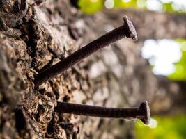 The old nail hammered on the tree trunk photo