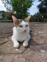 Close-up of a domestic cat with white and brown fur, lying on a patterned brick pavement. A peaceful moment in a suburban outdoor environment photo