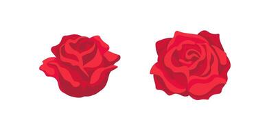 Two vibrant red roses in bloom displaying their elegance and delicate petals vector