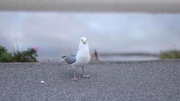 Seagull stands on the pavement by the beach looking curiously at its surroundings during the afternoon sunlight video