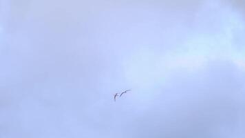 Two seagulls flying in the sky with clouds in the background video