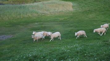 Sheep running across a grassy hillside during evening light in a rural landscape video