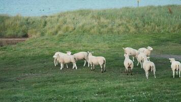 Springtime sheep grazing near a tranquil lake surrounded by lush green grass and gentle hills video