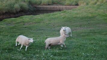 Sheep run across a grassy hillside near a calm water body during dusk in a serene countryside setting video