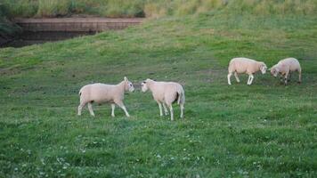 Sheep grazing in a green meadow while two face each other in a playful interaction during sunset video