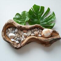 Tropical Leaves and Shells Resting on Driftwood with Pebbles photo